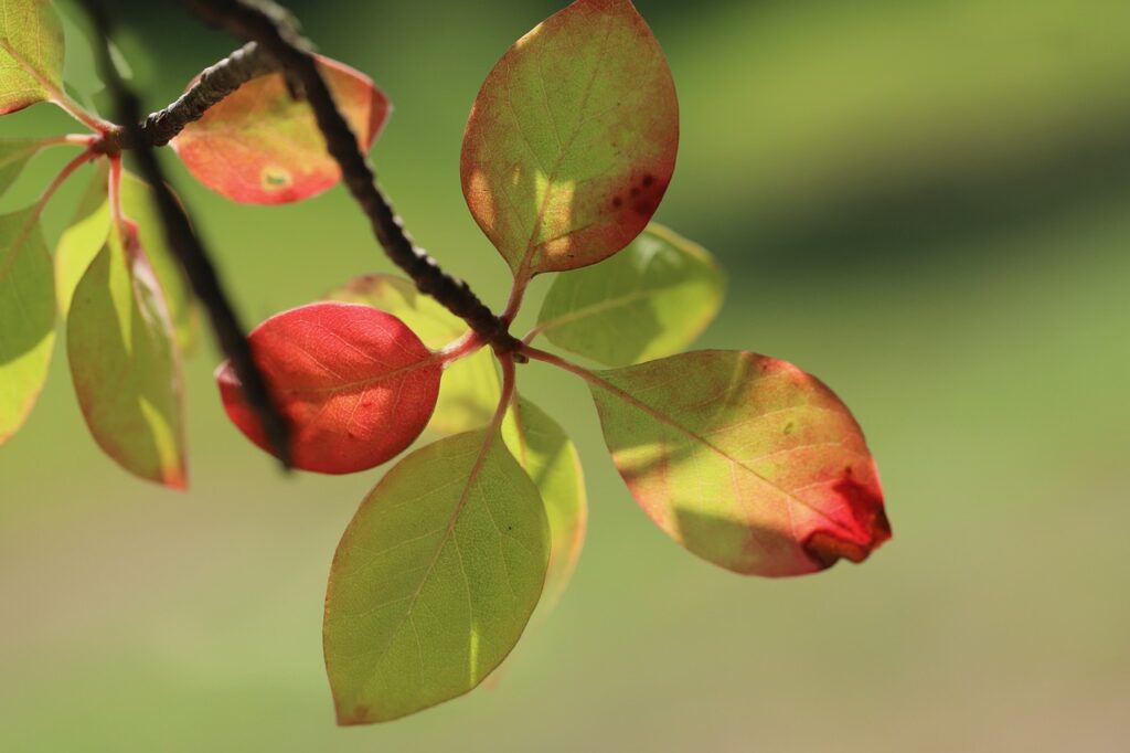 Dieses Bild hat ein leeres Alt-Attribut. Der Dateiname ist tupelo-tree-7347317_1280-1024x682.jpg